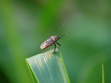 菜蝽