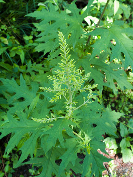 菊科植物华蟹甲