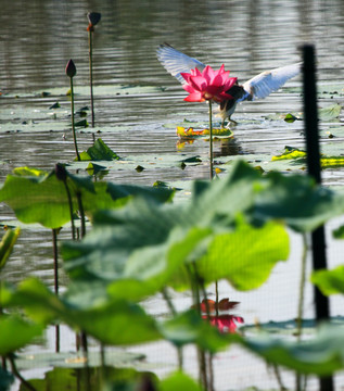 荷花池鹭