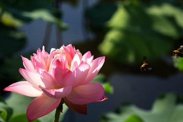 荷花蜜蜂图