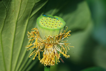 荷花心蜻蜓