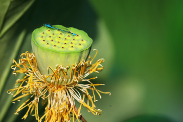 荷花心蜻蜓