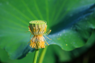 荷花心