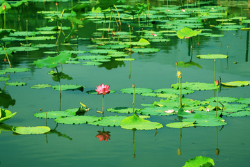 莲花素材