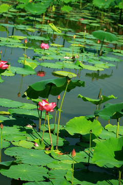 莲花素材