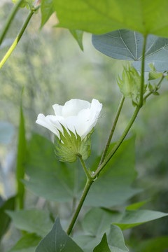 棉花