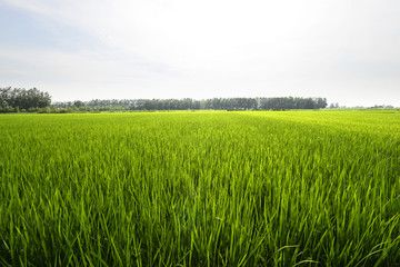 田野