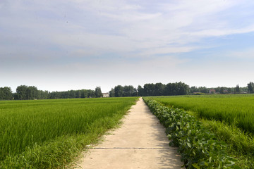 田野