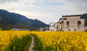 婺源油菜花古村落