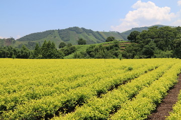 乡村民宿