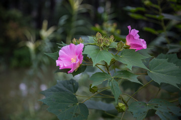 芙蓉花