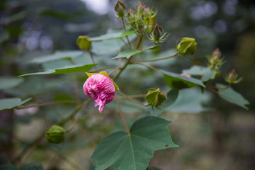 芙蓉花