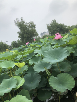 一池美丽的荷花美景