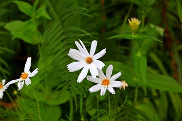 野花小白花