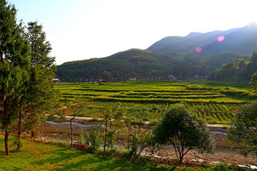 夕照田野