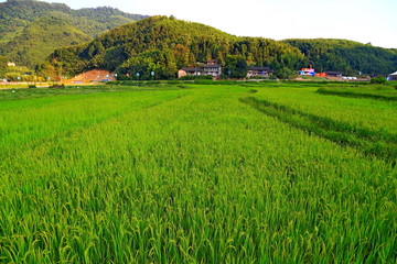 田园风光