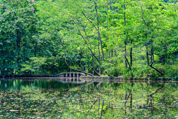 高清绿树森林湖泊