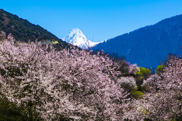 林芝桃花衬雪山