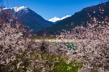 林芝桃花雪山景色