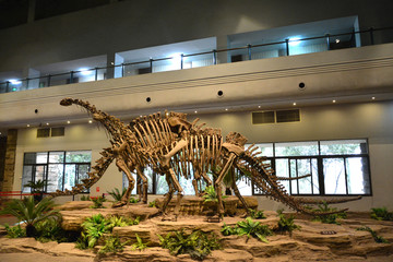 考古恐龙化石