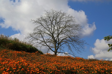 云南文山丘北田野风光万寿菊花海