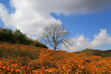 云南文山丘北田野风光万寿菊花海