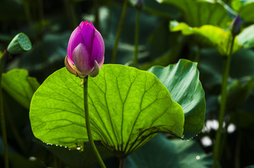 花蕾花苞