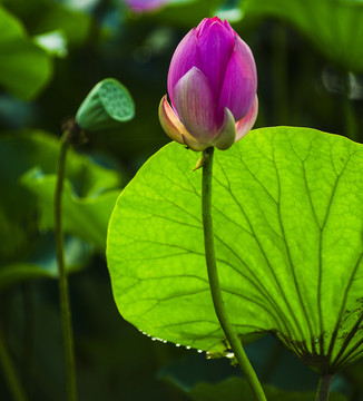 花蕾花苞