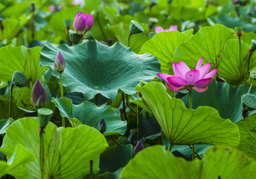 荷花池