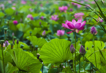 荷花池