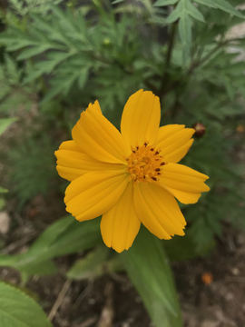 黃色的花