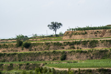 黄土高原