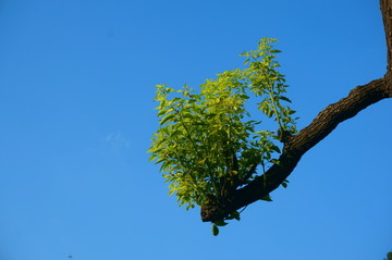 老树嫰芽