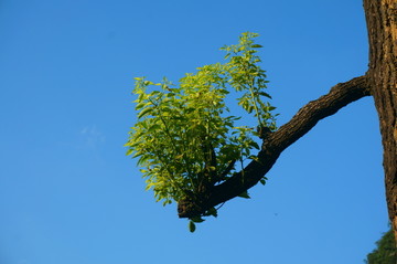 老树嫰芽