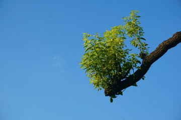 老树嫰芽