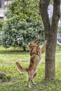 金毛巡回犬