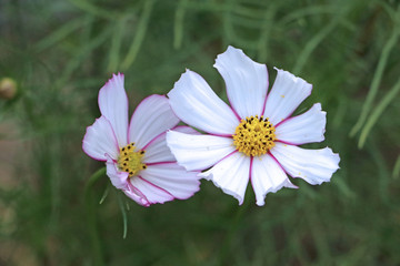 格桑花