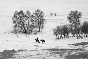 乌兰布统雪原的马4