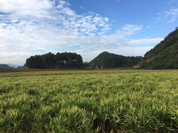 云南文山丘北普者黑风景区