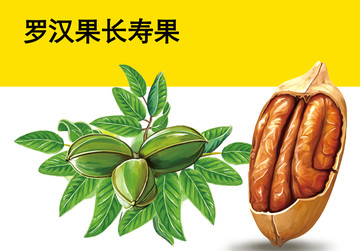 羅漢參長壽果碧根果插畫