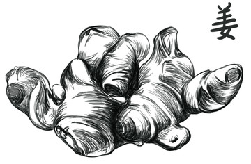 生姜插畫素描