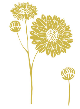 菊花雛菊插畫