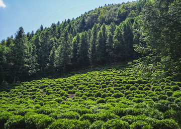 生态茶园