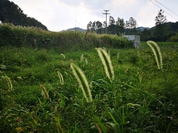 小草特写