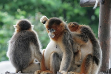 金丝猴家族