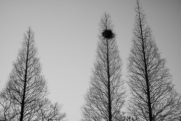 树丫上的鸟巢