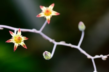 多肉植物特写