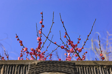 梅花出墙