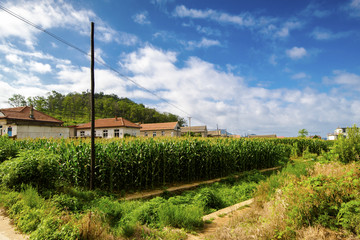 农村风景