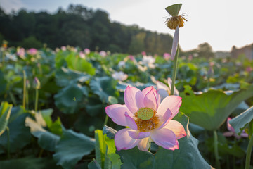 荷花